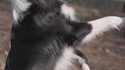 A Border Collie Playing with Its Owner