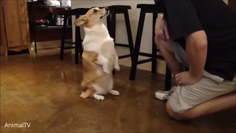 DOG DOING TASK FOR FOOD