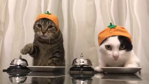 cuty cats