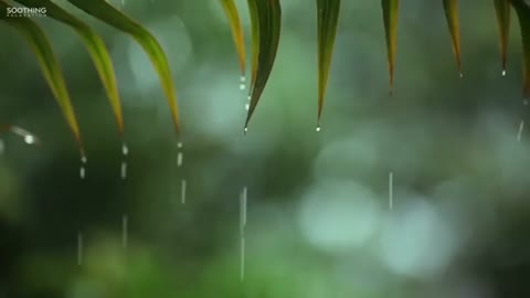 3 hours Rain On Leaves Sound - Relaxing Ambience Of Raindrops For Relaxation And Sleeping