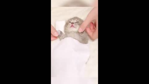 😍 Cute Kittens Doing Funny