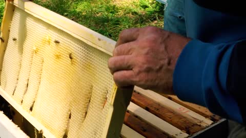 Пасека Apiary #25 How the swarms pull foundation . Apiary. Beekeeping.