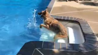 Brown german shepard pool splash stairs