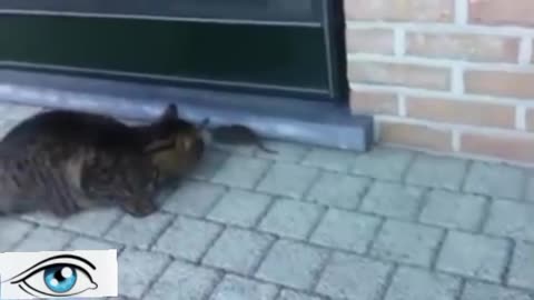 Funny Cats Vs Mouse| Tom and Jerry Real Life | Top Cats Video Compilation.