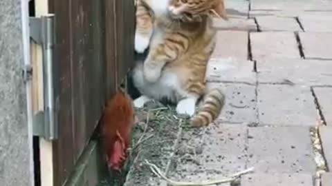 The hen and the cat