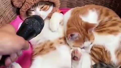 Cute cats compilation | Cute cats