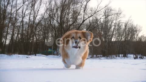 Little dog running in snow in slow motion 1