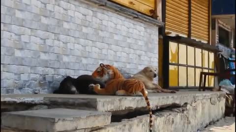 Dogs pranked by fake Tiger