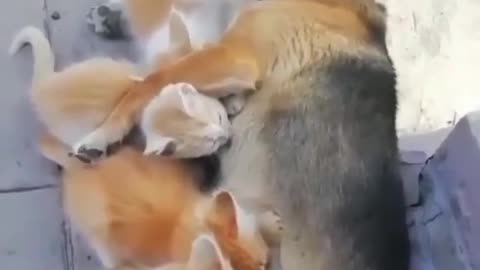 Lovely dog feeding kittens 💕😍