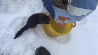 Mink in Siberia