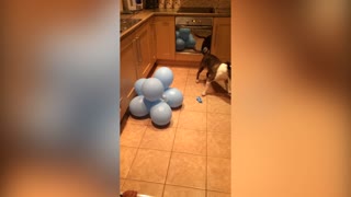 Dog Absolutely Loves To Pop Balloons