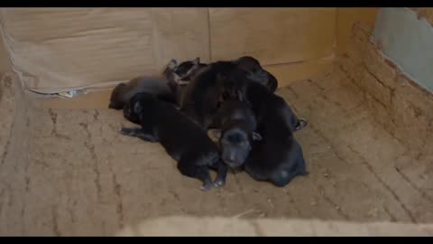 6 Newborn Puppies and Hopeless Mom Waiting for Someone to Help them