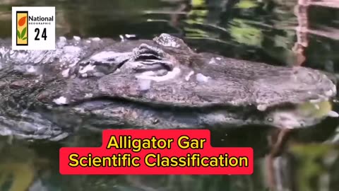 Alligator Gar Scientific Classification | National Geographic 24