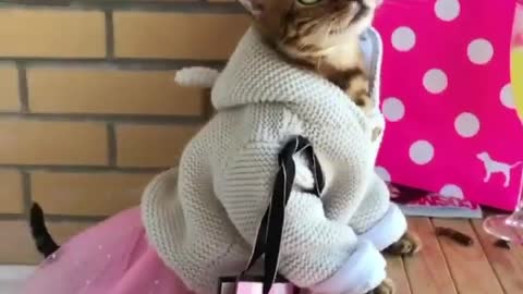 Cute little cat waering jacket
