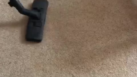 Dachshund Defends His Owners From Vacuum Monster