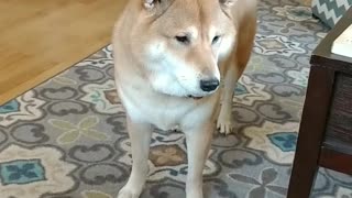 Brown shiba whines on carpet wood floor