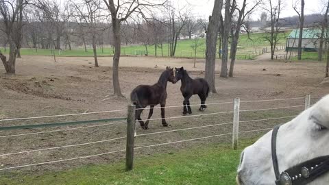 Rowdy foals playing