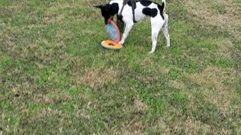 Dog catches frisbee while holding second frisbee in mouth