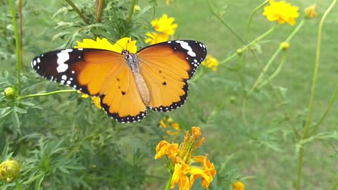 The butterfly amazes me with the beauty of its colors