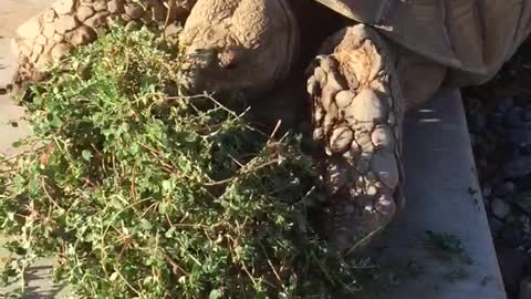 Marsellus chomping on some spurge