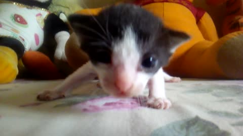 Baby cat "Tweety"