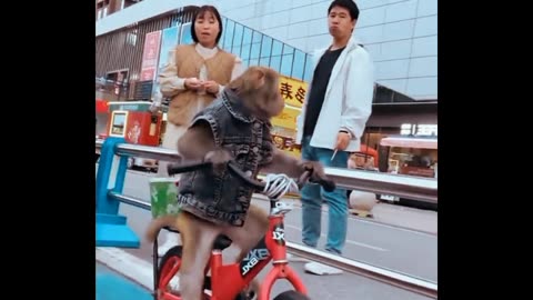 Monkey cycleling for Rode #Monkey funny #monkey comedy #smart Monkey