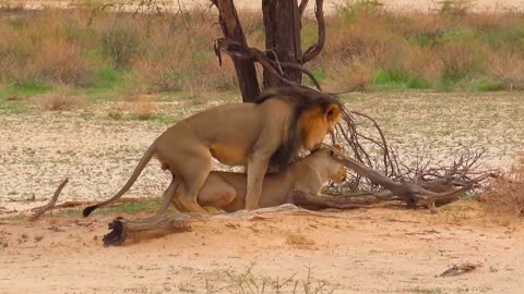 Lions Mating missionary style with Lioness From the forest. Part 1