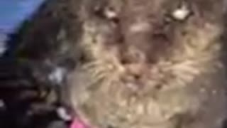 El gatito que nadie quería tocar por su lamentable estado tras un año sin contacto humano