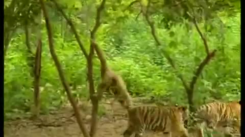 Monkey teasing tiger cub