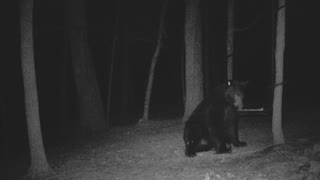 The Woods - 01/31/2021 Bear