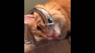 kitty fails to drink from faucet. What a cutie