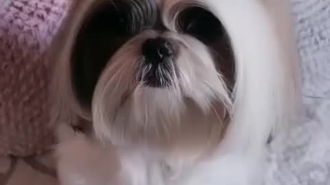 Funny and cute littel dog