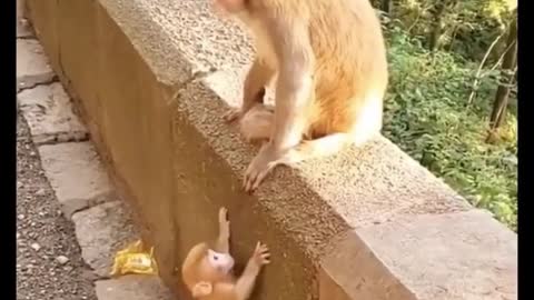 Funny Animal Videos _ Cute Baby Animals 2021