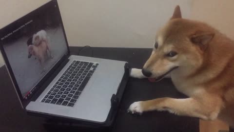 Naughty Shiba Inu