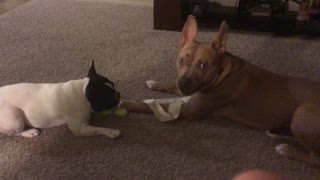 Pit Bull vs French Bulldog - Sweetest Reaction