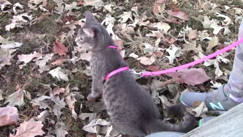 Kitten First Time In The Park Overwhelm