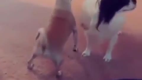 Perro bailando sensualmente 😂