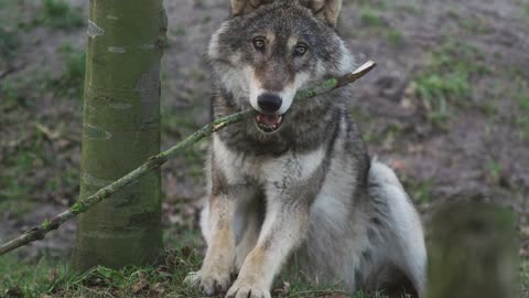 wolf animal@