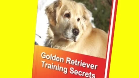 golden retriever cute dog