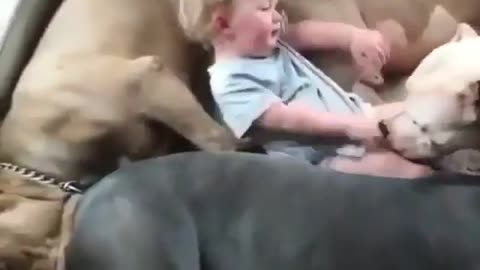 Dogs play with the child with all fun and pleasure