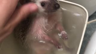 Adorable Hedgehog Takes a Bath! 🥰🥰🥰