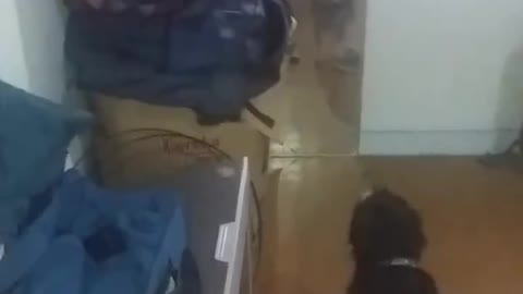 Shiatzu Dog Fighting herself