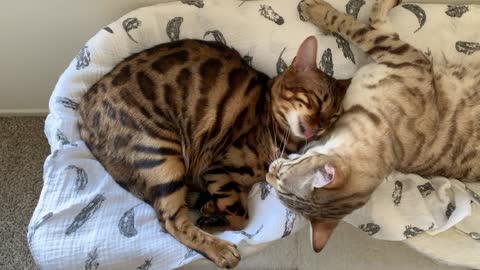 Kitty best friends simultaneously give each other tongue bath