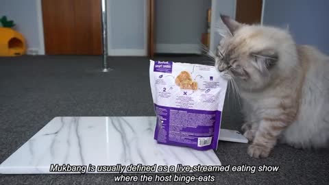 Siberian Cat ASMR Mukbang