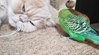 Кот и птица, милые животные #1