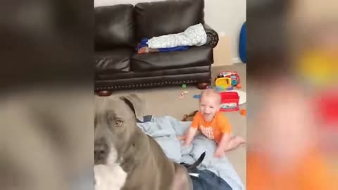 Funny hungry dog try to intertain his best friend.
