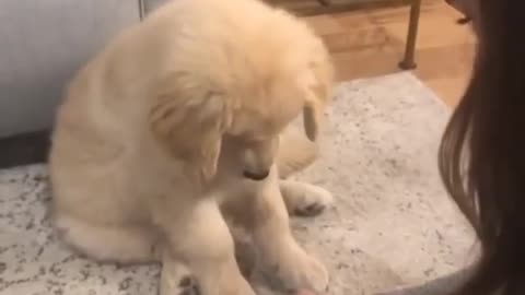 Dog shaking hand with his master