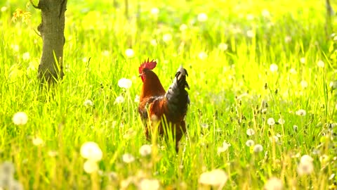 Rooster walking on the grass