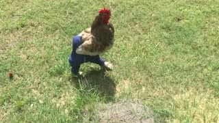 Rooster in Pants Trots around Yard