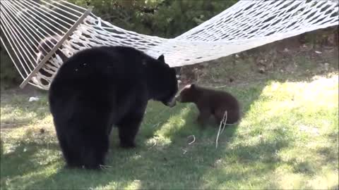 BABY BEAR CUBS PLAYING CUTEST COPILATION